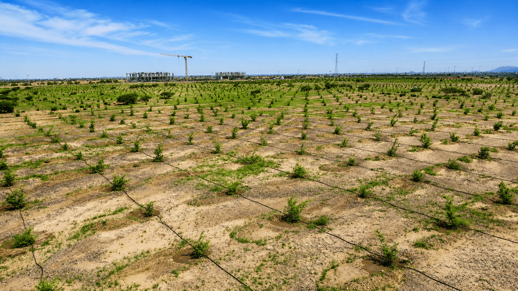 Supervision of the Saudi Green Initiative — planting 7 million trees